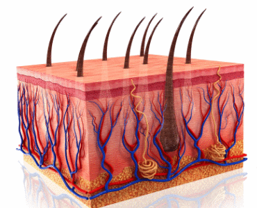 Células troncos e a formação do pelo