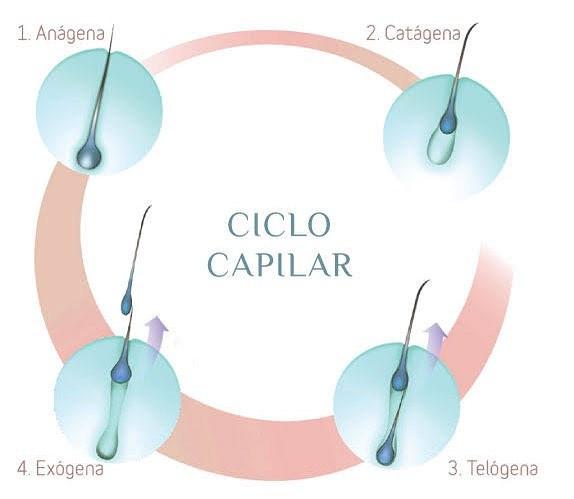 Fases do ciclo capilar